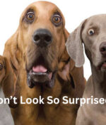 Your Marine Cargo  Policy does not cover – (I hope I did not surprize you!)